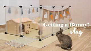 Getting a Bunny in Singapore  | Netherland Dwarf @ 4 months old | Playpen setup