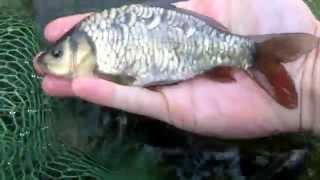 ENGLISH MIRROR CARP HD STOCK CHECK