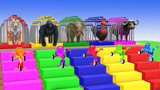 5 Giant Duck Cartoon,Cow,Elephant,Tiger,Lion,Dinosaur,Paint Wild Animals Crossing Fountain Animation