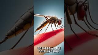 funny story about mosquitoes