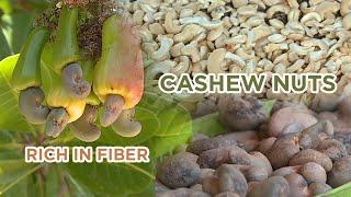 CASHEW NUTS | KASOY : Paraan ng pagbiyak ng buto at ang benepisyo ng kasoy.