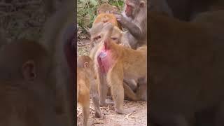 Monkey funny video   #shorts