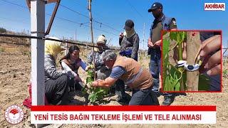 ▶️ Yeni Bir Bağda Tekleme ve Tele Alma Nasıl Yapılır?