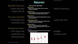 Neurons | on the basis of structure | Apolar | Unipolar | Bipolar | Pseudounipolar | Multipolar |