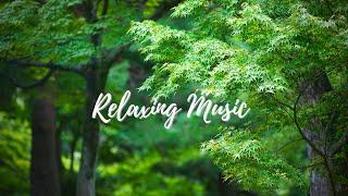 Relaxing Music With Nature Green - Stress Relief - Relaxation, Sleep, Work, Study and Yoga