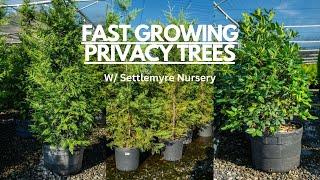 Fast Growing Privacy Trees! HOW TO Prune & Water Them!