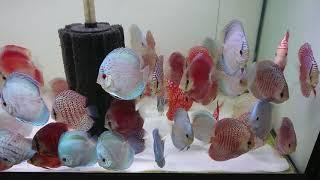 Europa Discus Center curent stocking not bad at all ;-)