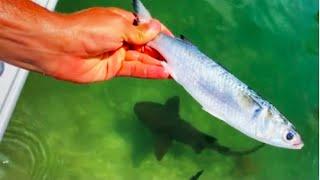 Best Top 10 Fish Feeding - fish pond fish feeding