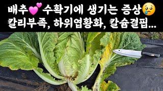 배추  수확기에 생기는 증상 하위엽황화현상, 칼리부족, 칼슘결핍 등