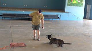 Dog display by one of our Outreach Partners Take Action Trust Zimbabwe