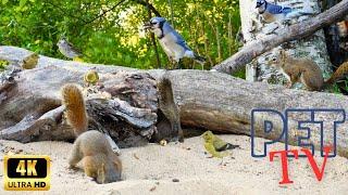 Entertain Your Cat or Dog with Pet TV | Squirrels Gone Nutty at the Beach