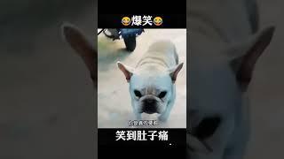 #搞笑 #幽默 #心情開朗 #開心 #搬運工 #fyp #fun #funny #fyp #dog #animals #正能量 #happy #寵物