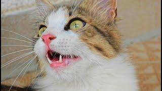 Hilarious Cat Chatter: Watch This Kitty’s Reaction to Birds!