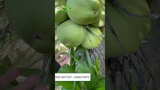 DỪA XIÊM LÙN SIÊU TRÁI - NHÀ VƯỜN BẢO KHÁNH