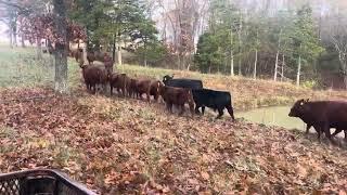 A brisk morning 2 mile cattle drive to new rested.