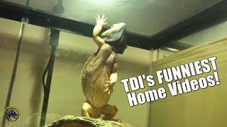 TDI's Funniest Home Videos!  Vol. 1