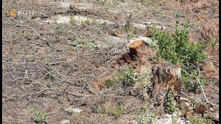 Turkey-backed faction cuts down hundreds of trees in Syria's Afrin