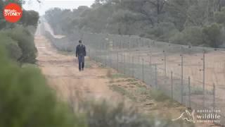 Senior Field Ecologist Felicity L'Hotellier - ABC Radio Sydney