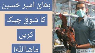 ASEEL BIRDS MARKET/CHUNGI AMAR SIDHU LHR