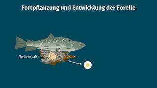 Fische – Fortpflanzung, Brutpflege und Entwicklung einfach erklärt | sofatutor