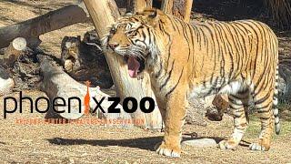 Phoenix Zoo Tour & Review with The Legend