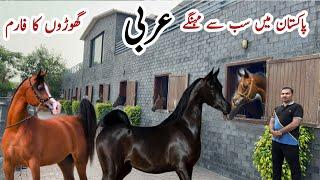 Pakistan Modern Farm of Imported Horses ll TM Stud Farm #horse #studfarm #farm #horseriding