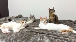 猫たちは自分の名前を理解してるのか1人ずつ呼んでみたらまさかの結果になりました…笑