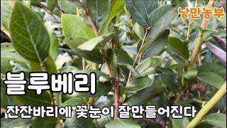 블루베리 잔잔바리 가지에 필요없이 만들어지는 꽃눈