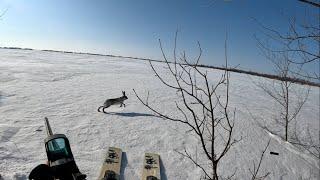 Охота на зайца загоном. Нападение лисицы на охотника. ЗАЙЦА ОЧЕНЬ МНОГО! 14 зайцев за 2 дня охоты.