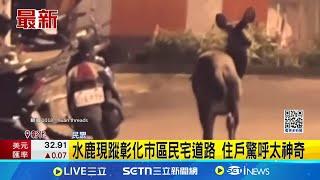 水鹿現蹤彰化市區民宅道路 住戶驚呼太神奇! 巧遇水鹿現蹤馬路 農業處:勿驚擾捕捉｜新聞一把抓20250310│三立新聞台