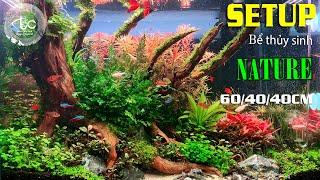 SETUP Bể thủy sinh phong cách tự nhiên | Setup Aquarium Nature | Tank 60/40/40cm #kenhthuysinh p50