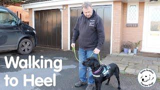 Bales' Buddies Therapy Dogs - Walking to Heel Introduction