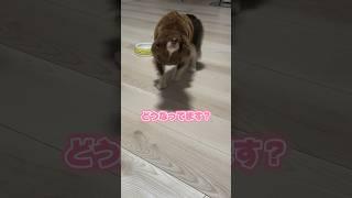 え？なんでそんなことに…？？① #チワックスミントたいちょう #犬 #shorts