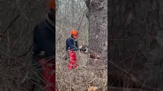 I Cut Down my First Tree; Ported Stihl ms660