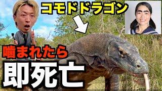 【イッテQ】毒牙を持つ珍獣を探しにインドネシアの危険な島に入ってみた。