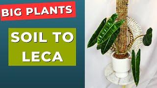 Move Big Plants From Soil To Leca Without Killing Them