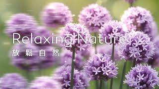 放鬆音樂Relaxing Music｜在自然的懷抱中，感受花朵的芬芳，讓心靈重新回歸柔和與安穩