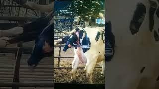 Cow Giving Birth to Baby Calf #shorts #calf #cow