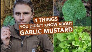 4 Things You Didn't Know About Garlic Mustard