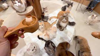 Spending Paw-some Day in Japan's Largest Cat Cafe with lots of Cats 