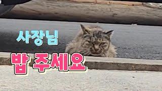 12년 간  찾아오는 길고양이들의 밥집이  되어주는  식당 #길고양이 #cat #캣맘#세로영상