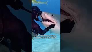 He has a bunch of shark friends because of a kind gesture.#shortvideo #healing #shark #amazing