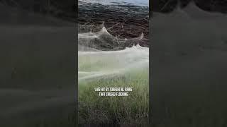 ️ Monster Spider Webs Take Over Field! ️ #shorts