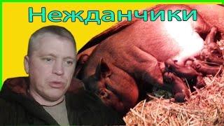 Свинka принесла поросят//Нежданный 0п0р0с  //Зауральское подворье