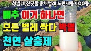 배추 지금 속에 벌레가 이러다 배추 못먹어요.천연살충제로 모든벌레 싹 박멸