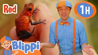 Brave Wilderness  | Blippi 1 hour | Moonbug Kids - Fun Stories and Colors