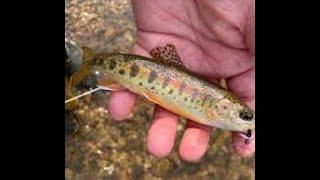 Top 10 Lakes for Trout Fishing in Missouri 2024