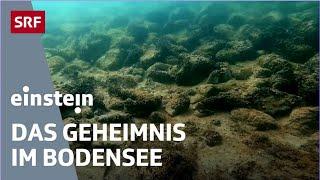 Mysteriöse Steinhügel im Bodensee – Erforschung archäologischen Strukturen | Einstein | SRF Wissen