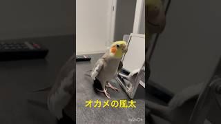 幸せならドヤを届けようオカメの風太