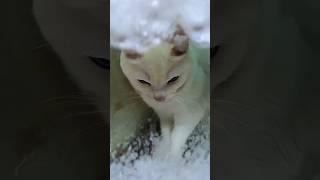 이게맞니? #인어공주 #고양이 #ai